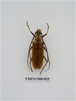 藏品(單條深山天牛)的圖片